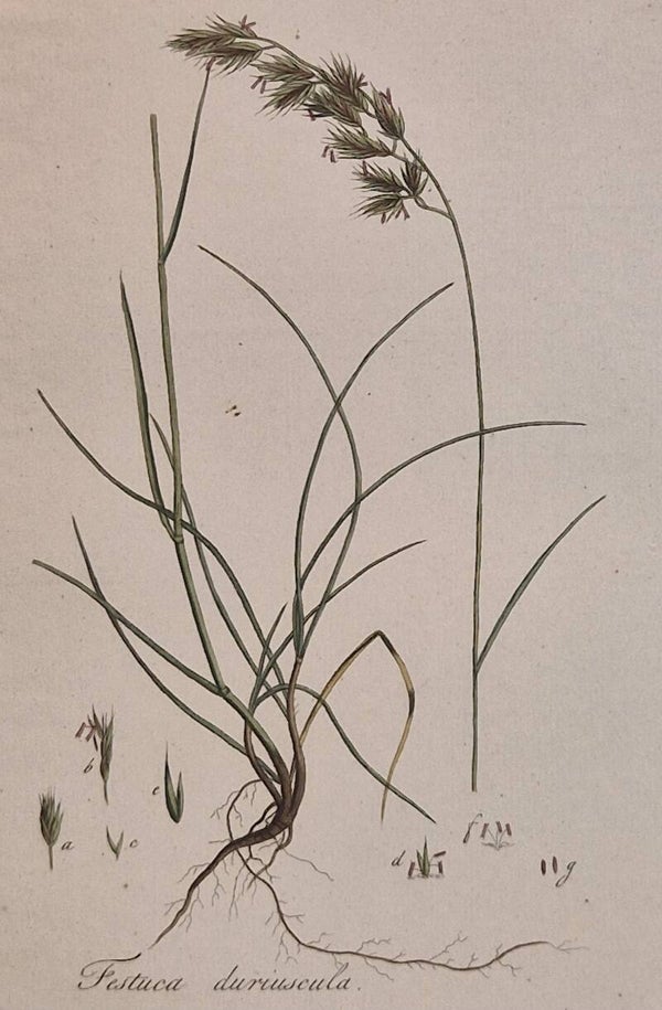 Festuca spec. Plaat 271. J.C.Sepp en zoon 1822.