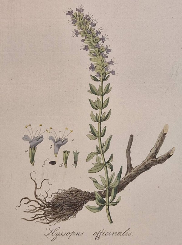 Hyssopus Officinales. Plaat 298. J.C.Sepp en zoon 1822.