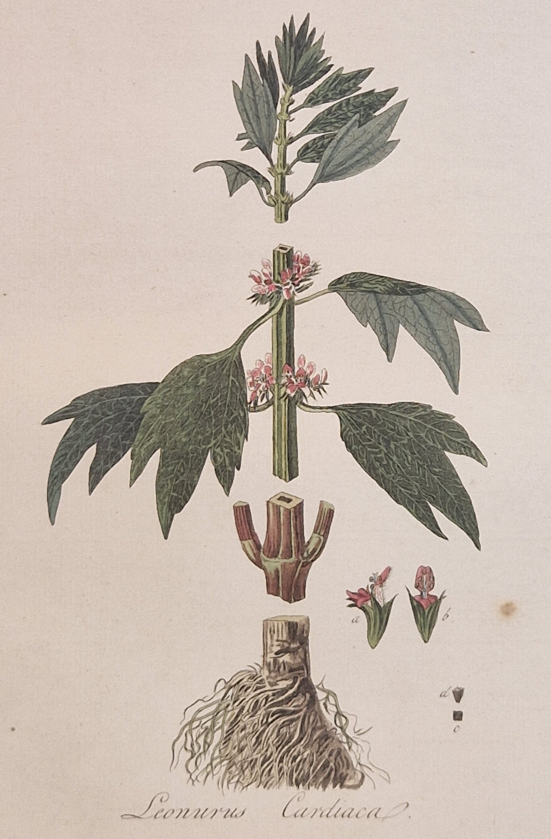 Leonures cardiaca. Plaat 263. J.C.Sepp en zoon 1822.