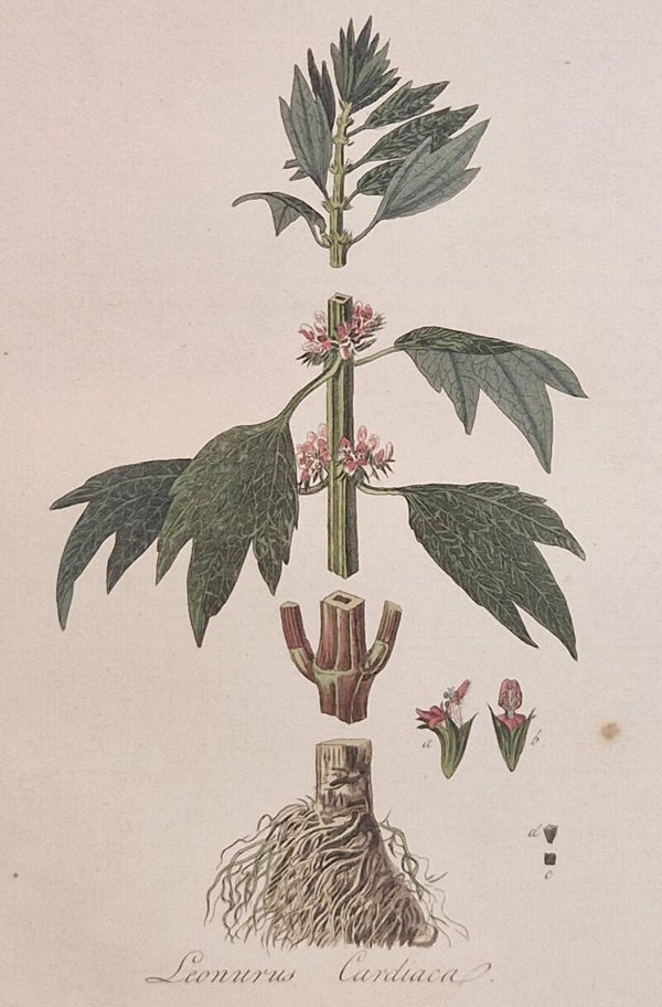 Leonures cardiaca. Plaat 263. J.C.Sepp en zoon 1822.