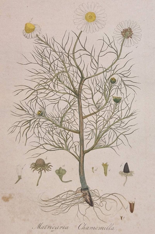 Matricaria Chamomilla. Plaat 290. J.C.Sepp en zoon 1822.