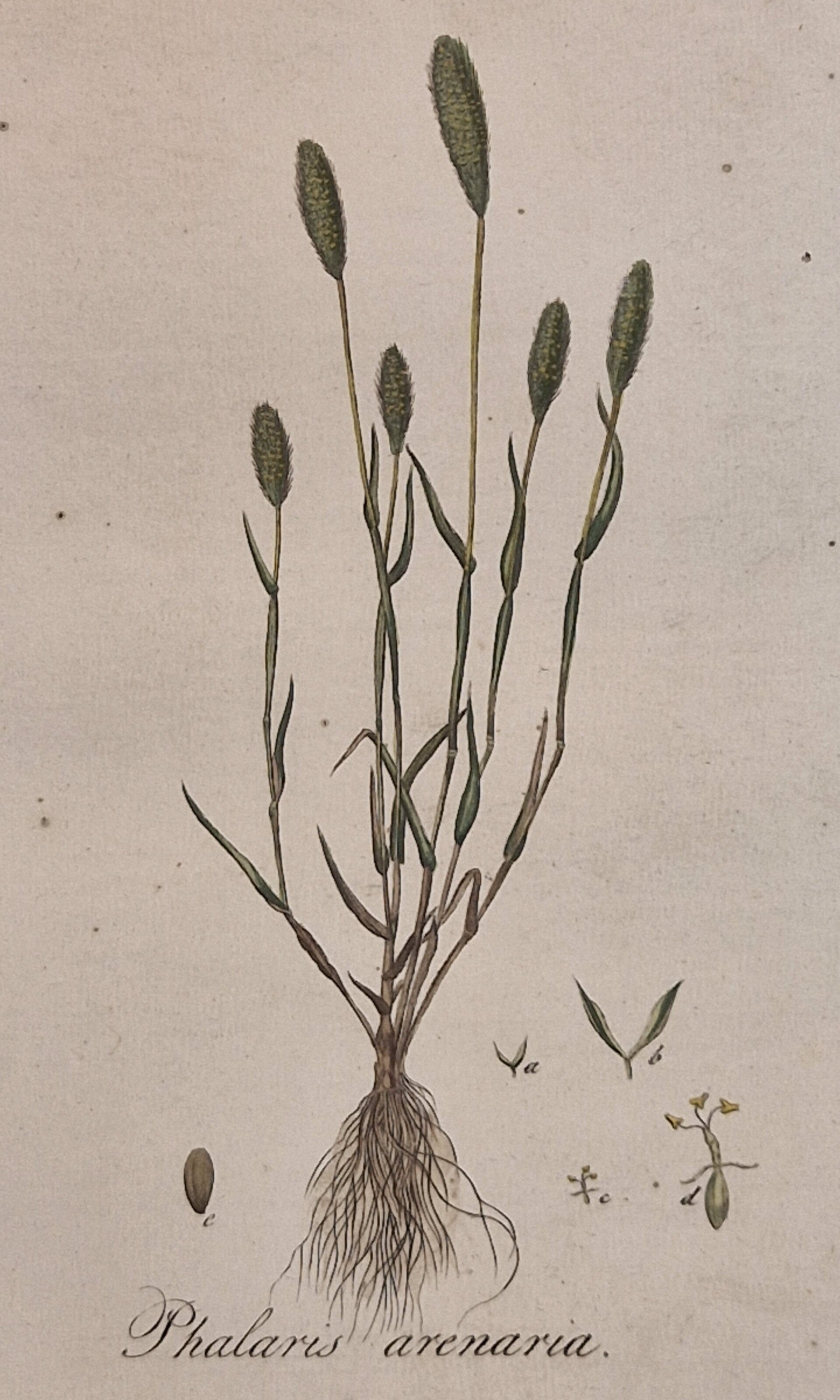 Pleum Arenarium. Plaat 241. J.C.Sepp en zoon 1822.
