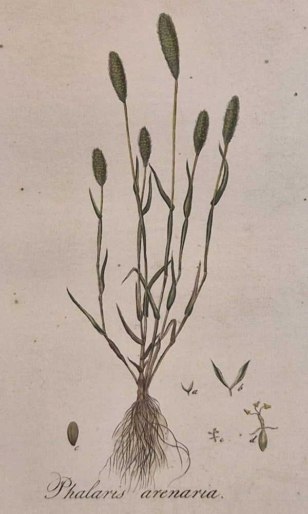Pleum Arenarium. Plaat 241. J.C.Sepp en zoon 1822.