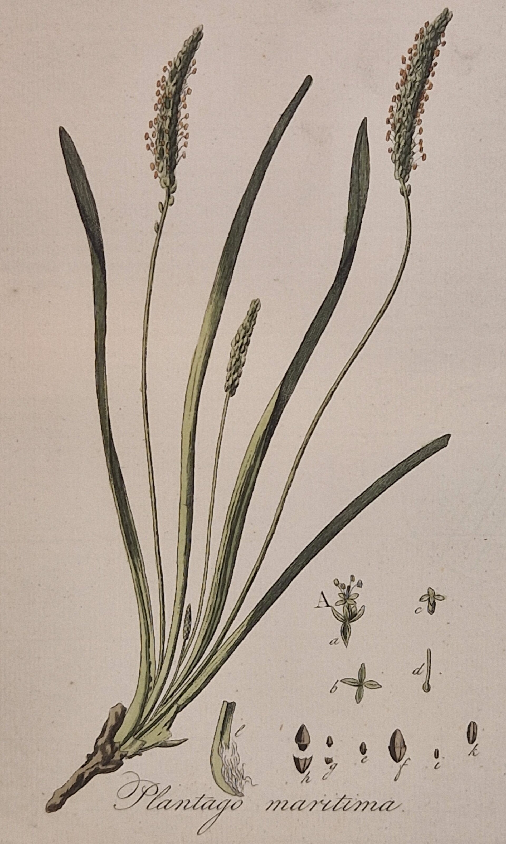 Plantago Maritima. Plaat 257. J.C.Sepp en zoon 1822.
