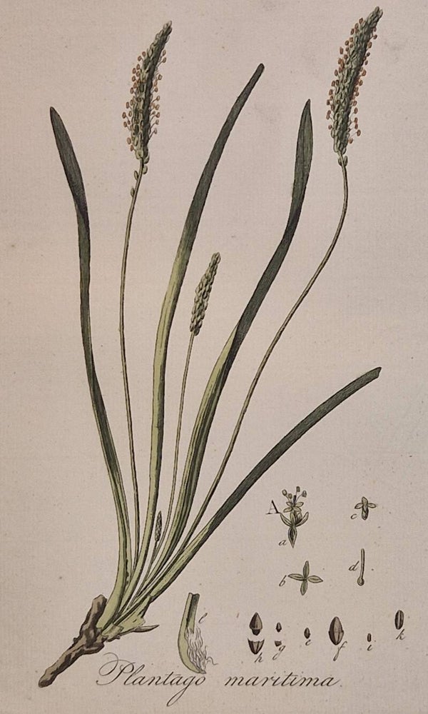 Plantago Maritima. Plaat 257. J.C.Sepp en zoon 1822.