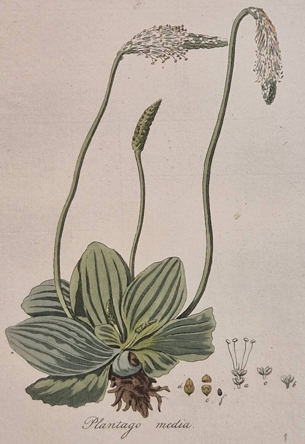 Plantago media. Plaat 307. J.C.Sepp en zoon 1822.