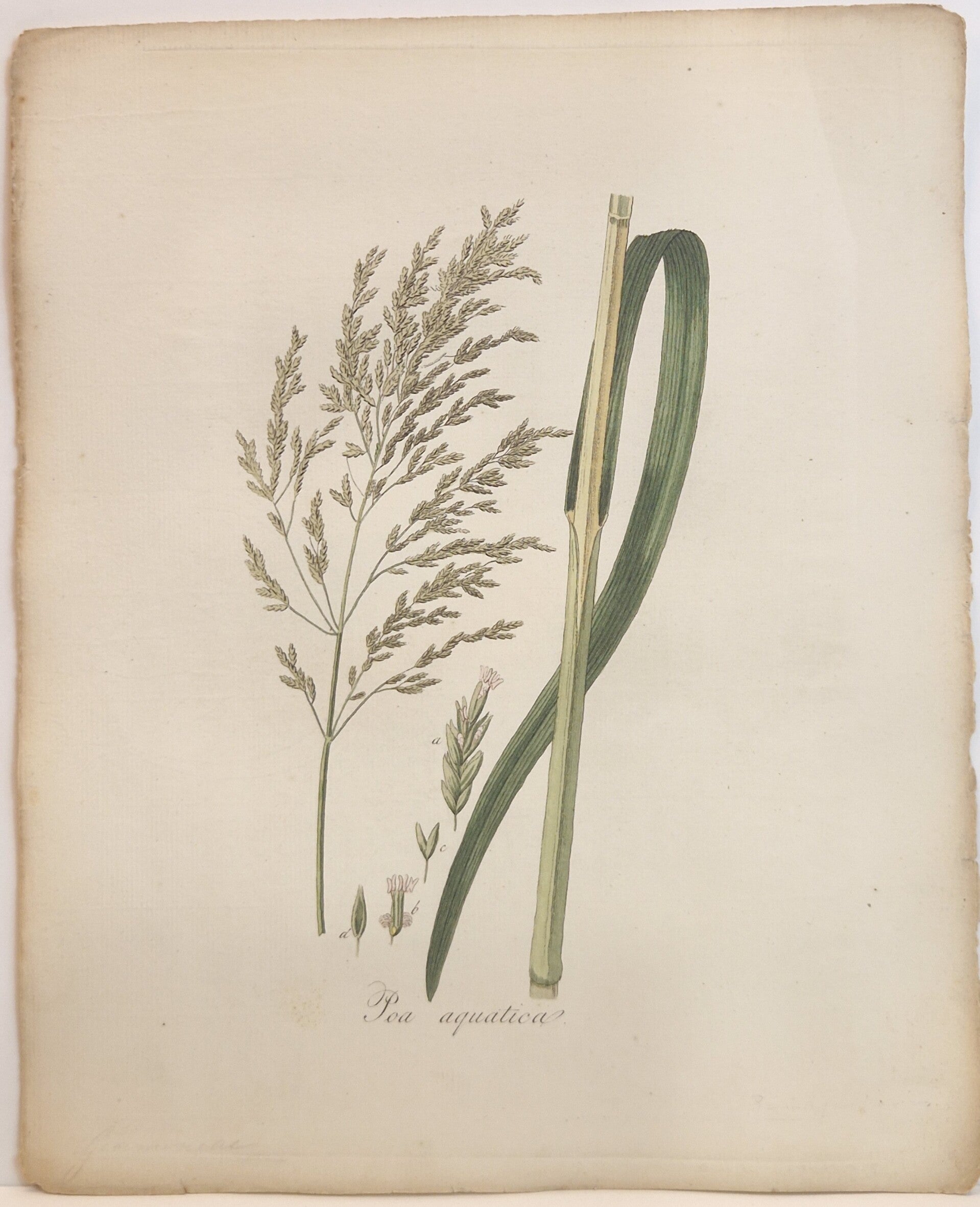 Clyceria maxima. Plaat 261. J.C.Sepp en zoon 1822.