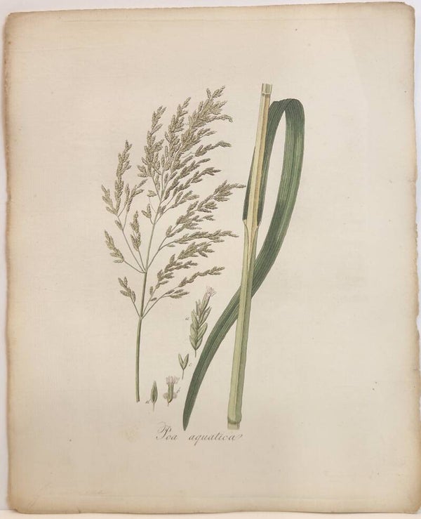Clyceria maxima. Plaat 261. J.C.Sepp en zoon 1822.