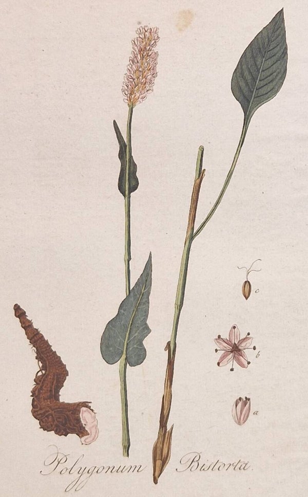 Persicaria bistorta. Plaat 277. J.C.Sepp en zoon 1822.
