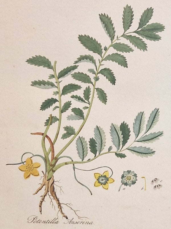 Potentilla anserina. Plaat 313. J.C.Sepp en zoon 1822.