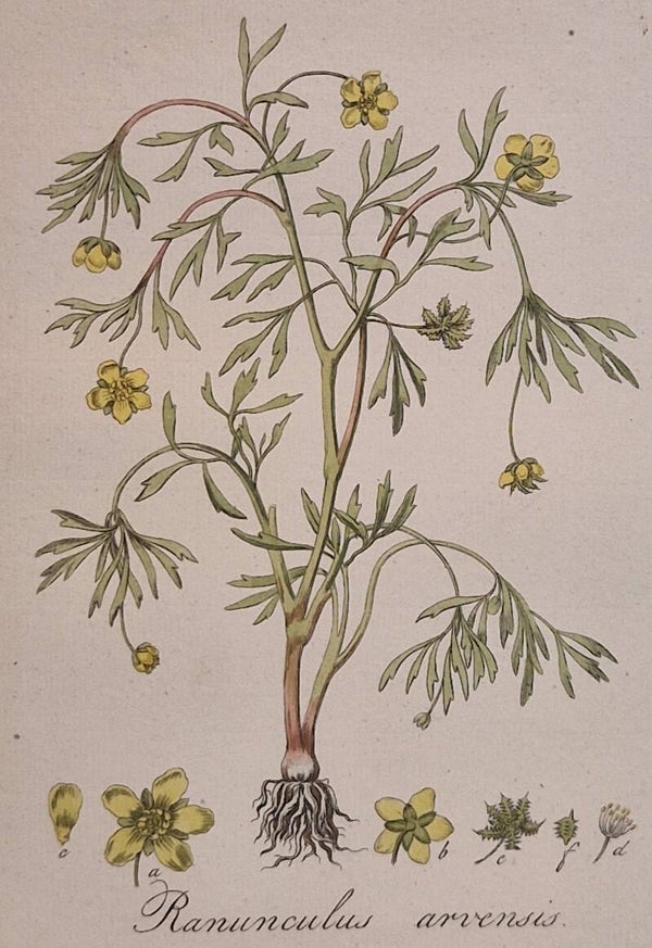 Ranunculus arvensis. Plaat 289. J.C.Sepp en zoon 1822.
