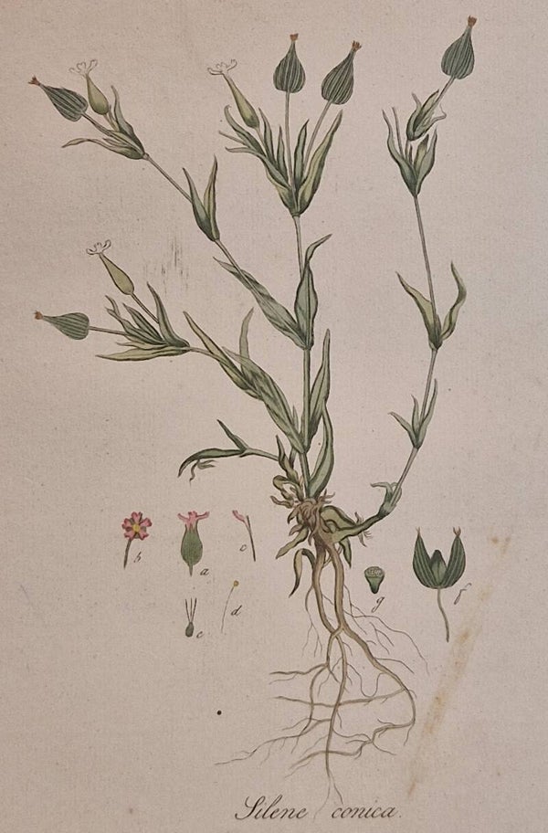 Silene conica. Plaat 312. J.C.Sepp en zoon 1822.