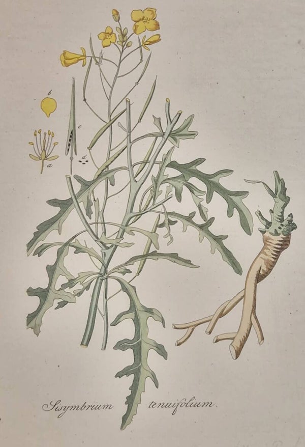 Diplotaxus tenuifolia. Plaat 310. J.C.Sepp en zoon 1822.