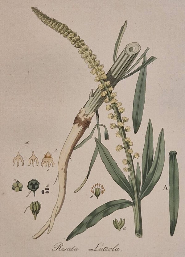 Reseda luteola. Plaat 308. J.C.Sepp en zoon 1822.