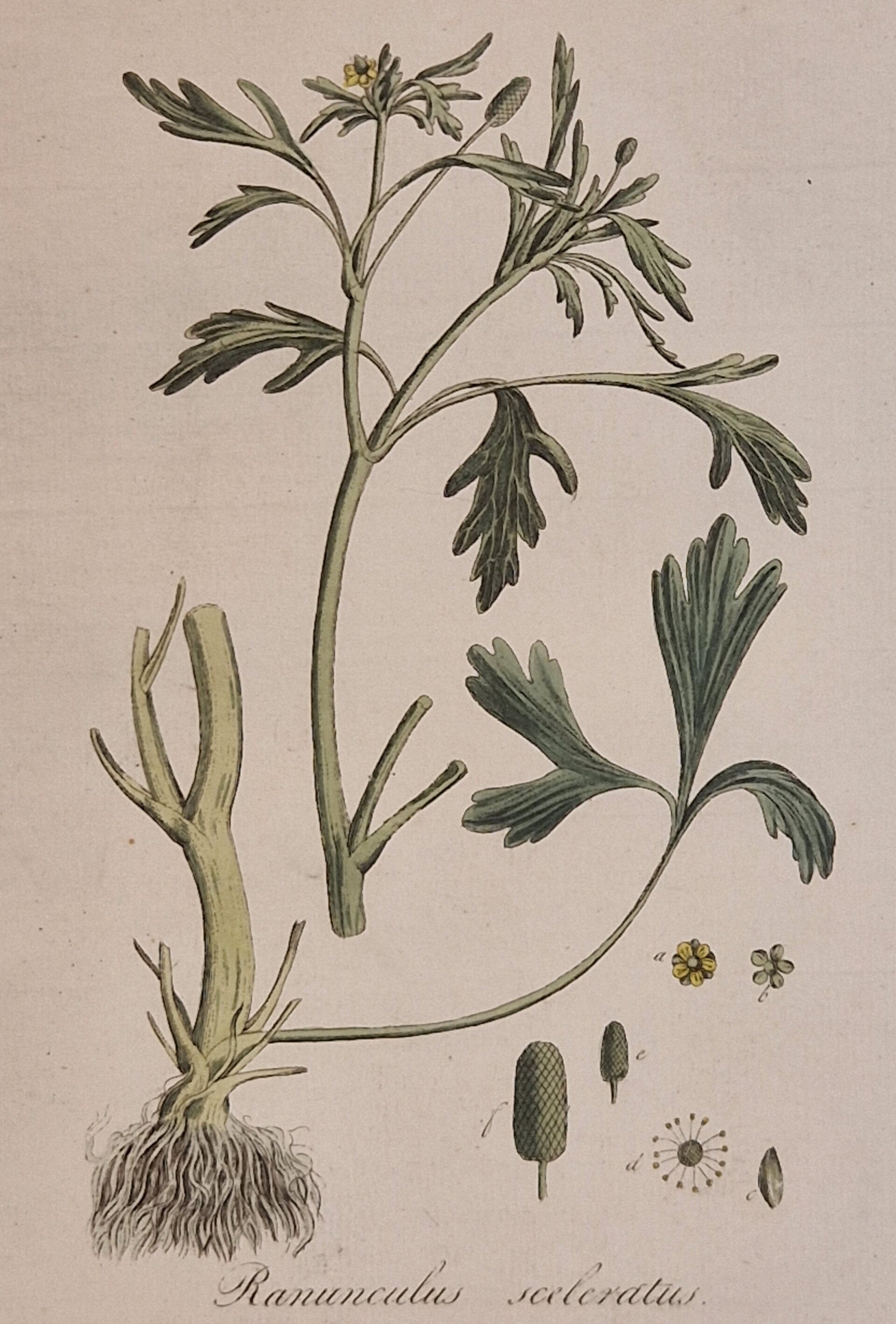 Ranuculus sceleratius. Plaat 260. J.C.Sepp en zoon 1822.