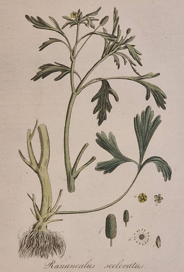 Ranuculus sceleratius. Plaat 260. J.C.Sepp en zoon 1822.