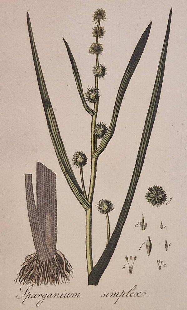 Sparganium emersum. Plaat 255. J.C.Sepp en zoon 1822.