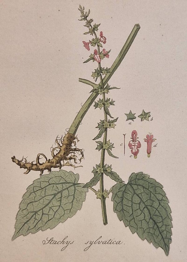 Stachys sylvatica. Plaat 302. J.C.Sepp en zoon 1822.