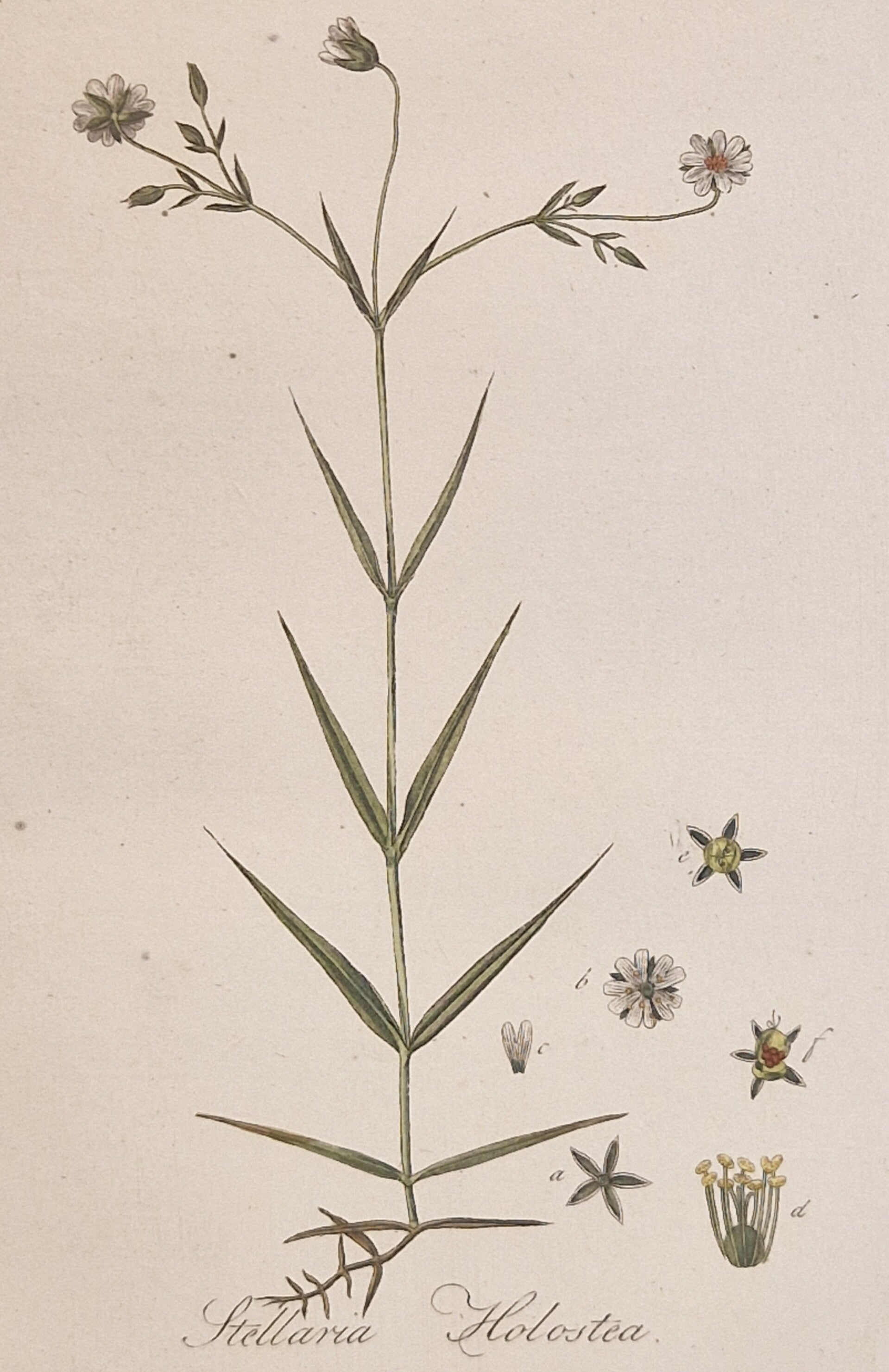 Stellaria holostea. Plaat 253. J.C.Sepp en zoon 1822.