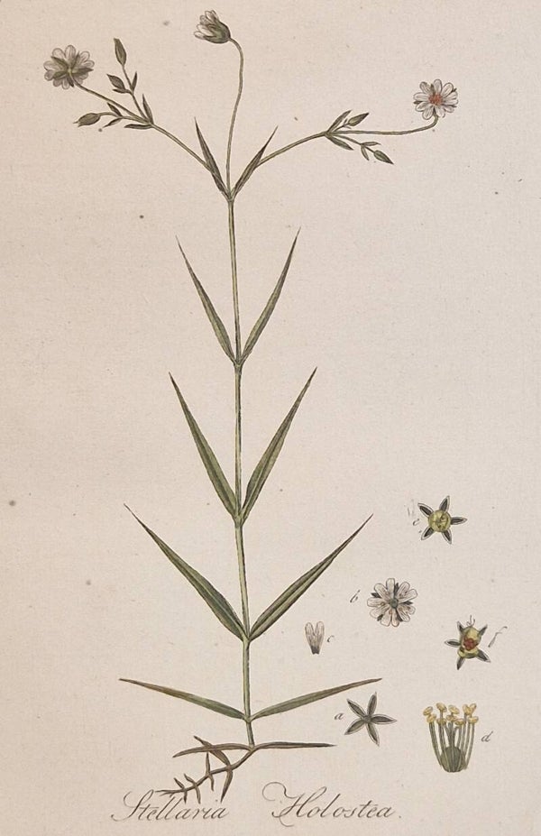 Stellaria holostea. Plaat 253. J.C.Sepp en zoon 1822.