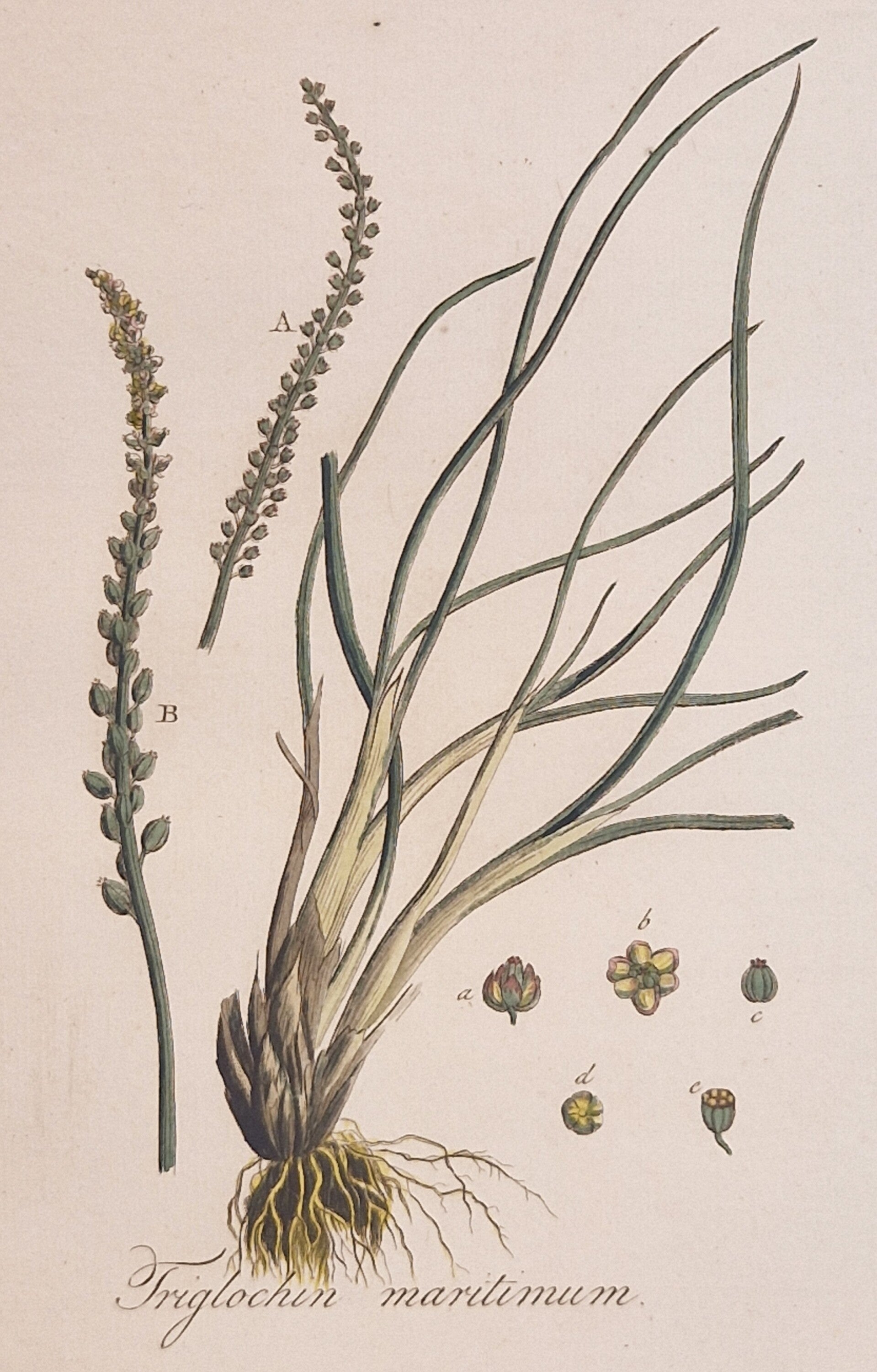 Triglochin maritima. Plaat 244. J.C.Sepp en zoon 1822.