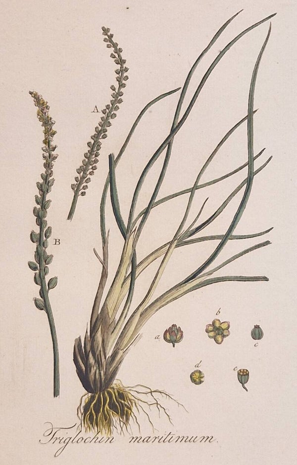 Triglochin maritima. Plaat 244. J.C.Sepp en zoon 1822.
