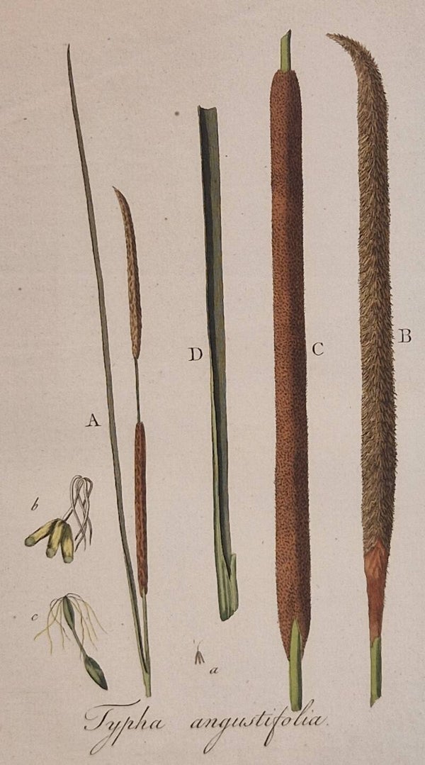 Typha augustifolio elymus farctus. Plaat 275. J.C.Sepp en zoon 1822.