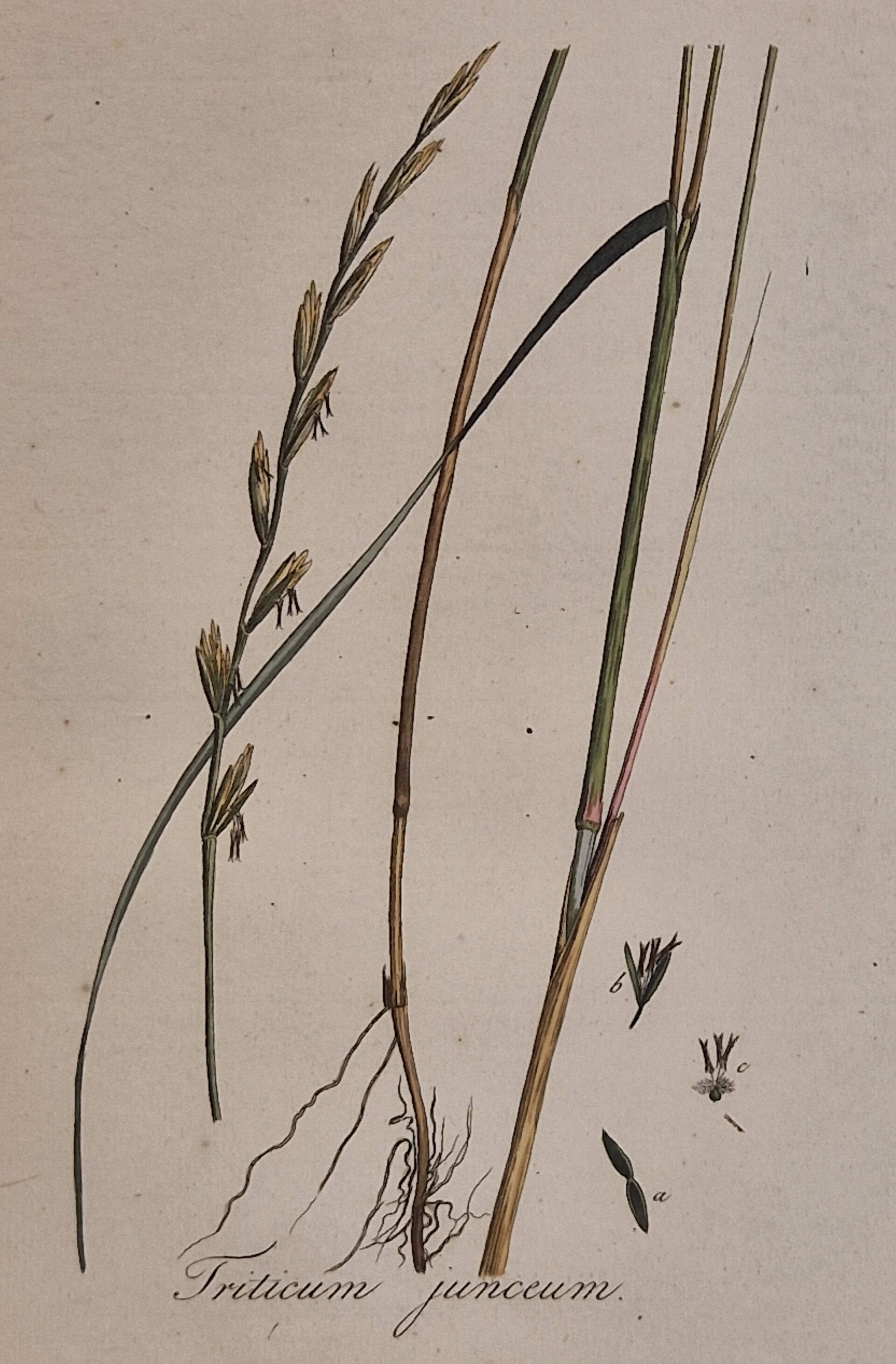 Boreoatlanticus. Plaat 266. J.C.Sepp en zoon 1822.