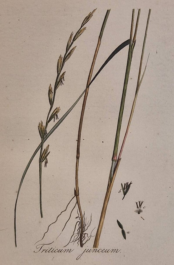 Boreoatlanticus. Plaat 266. J.C.Sepp en zoon 1822.