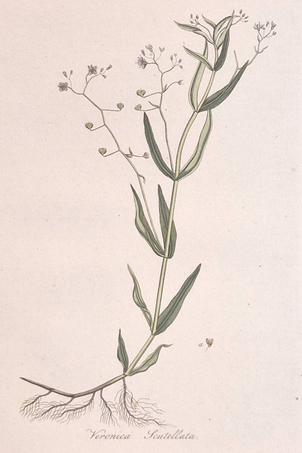 Veronica scutelatta. Plaat 286. J.C.Sepp en zoon 1822.