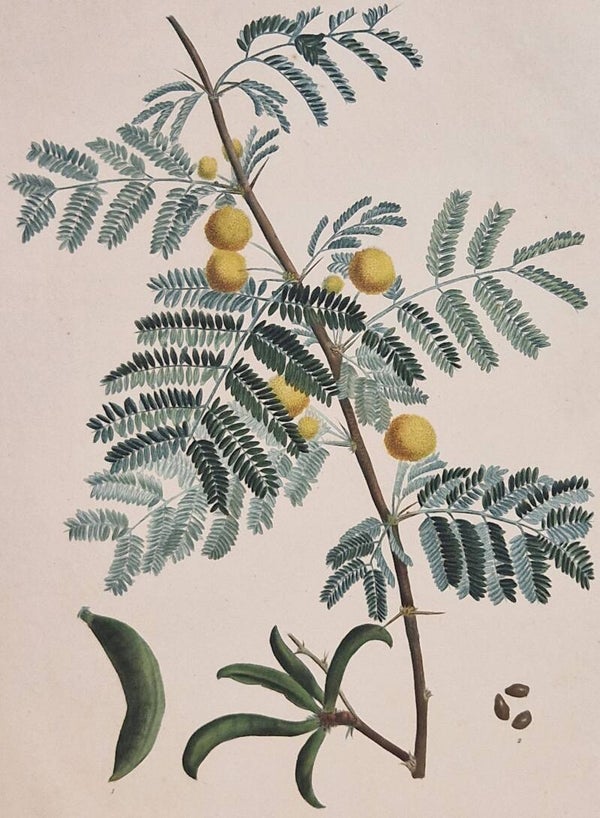 Mimosa Farnesiane plaat 28.  P.J.Redouté 1801.