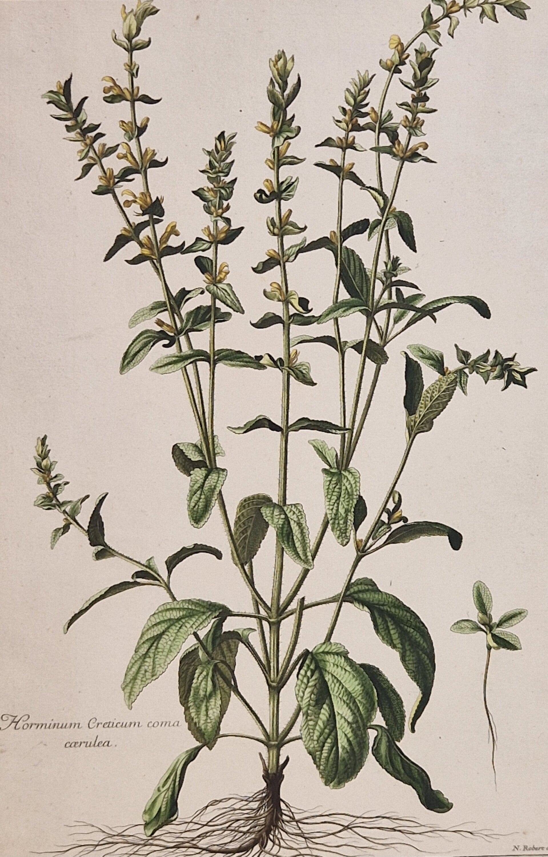 Horminum Creticum Coma Caerulea. N.Robert 1701.