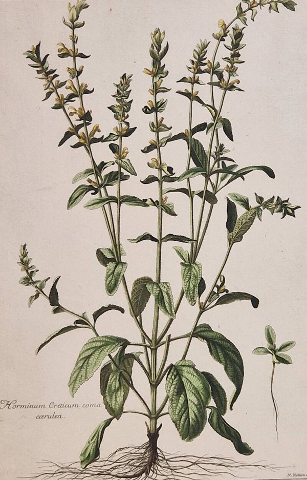 Horminum Creticum Coma Caerulea. N.Robert 1701.