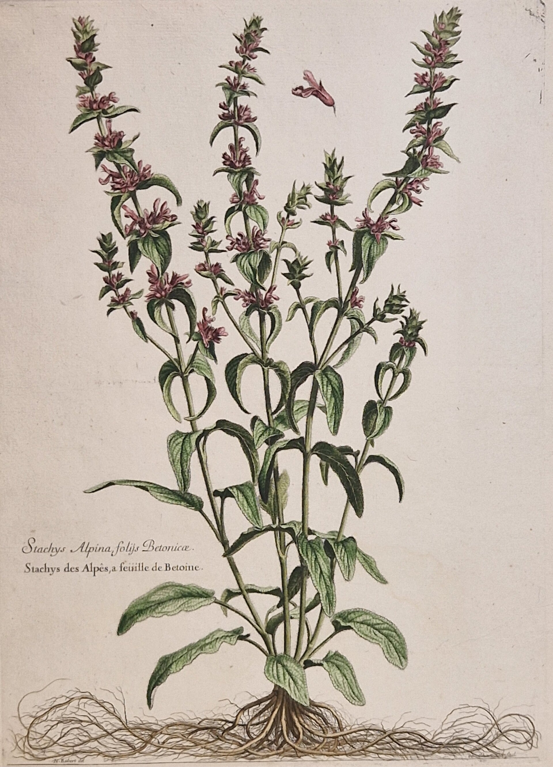 Stachys Alpina. N.Robert 1701.