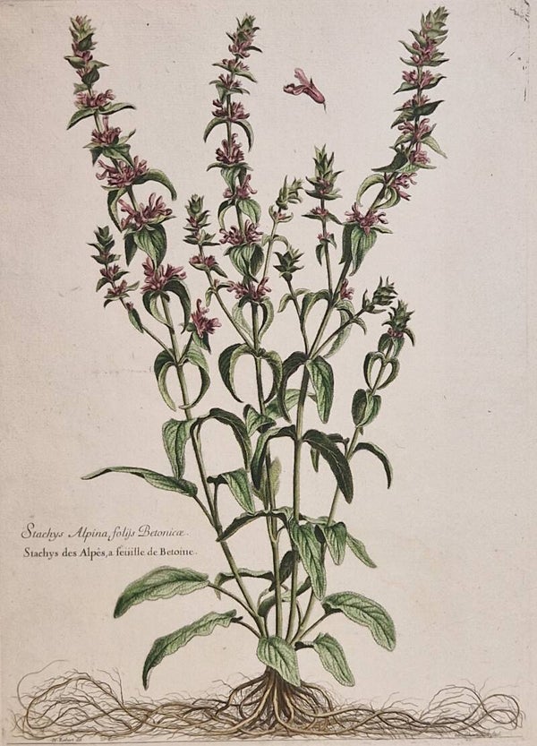 Stachys Alpina. N.Robert 1701.