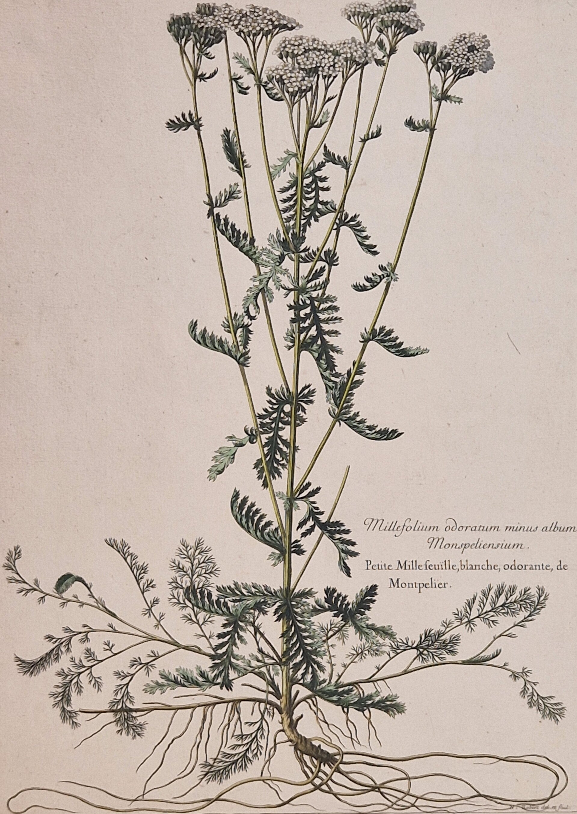 Millefolium odoratum minus album Monspeliensium. N.Robert 1701