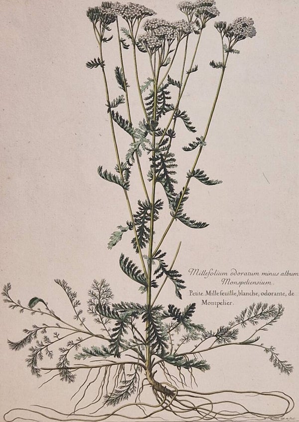 Millefolium odoratum minus album Monspeliensium. N.Robert 1701
