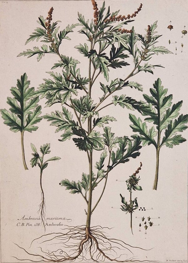 Ambrosia Maritima. N.Robert 1701.