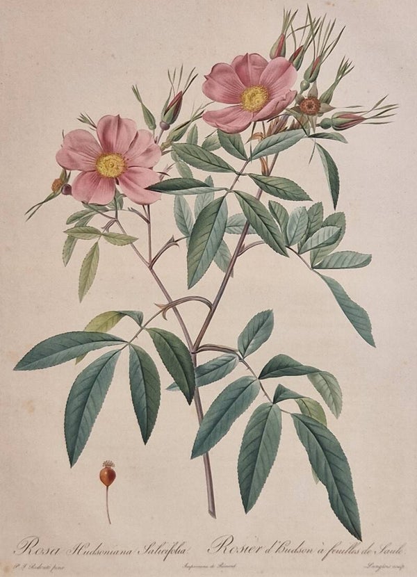 Rosa Hudsoniana Salicifolia. P.J.Redouté 1817