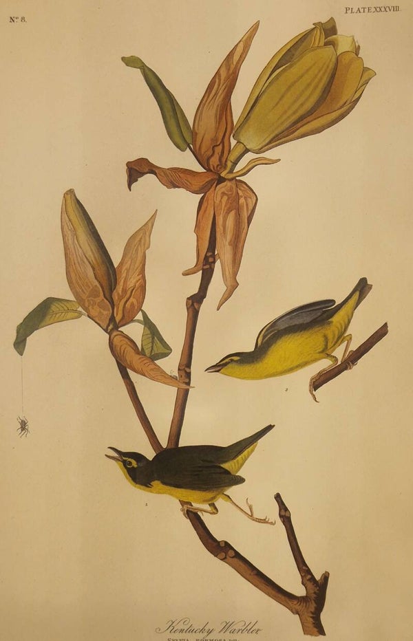 Kentucky Warbler. Audubon Amsterdam editie 1972.