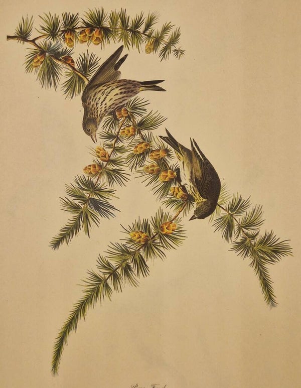 Pine Finch. Audubon Amsterdam editie 1972.