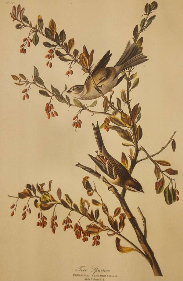 Tree Sparrow. Audubon Amsterdam editie 1972.