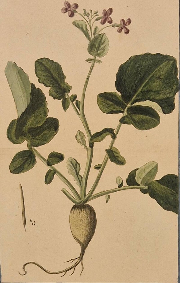 Napus saliva radicea alba. Giorgio Bonelli 1772.