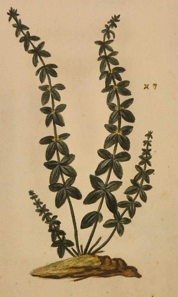 Cruciata floribus paniculatin nascentibus. Giorgio Bonelli 1772.