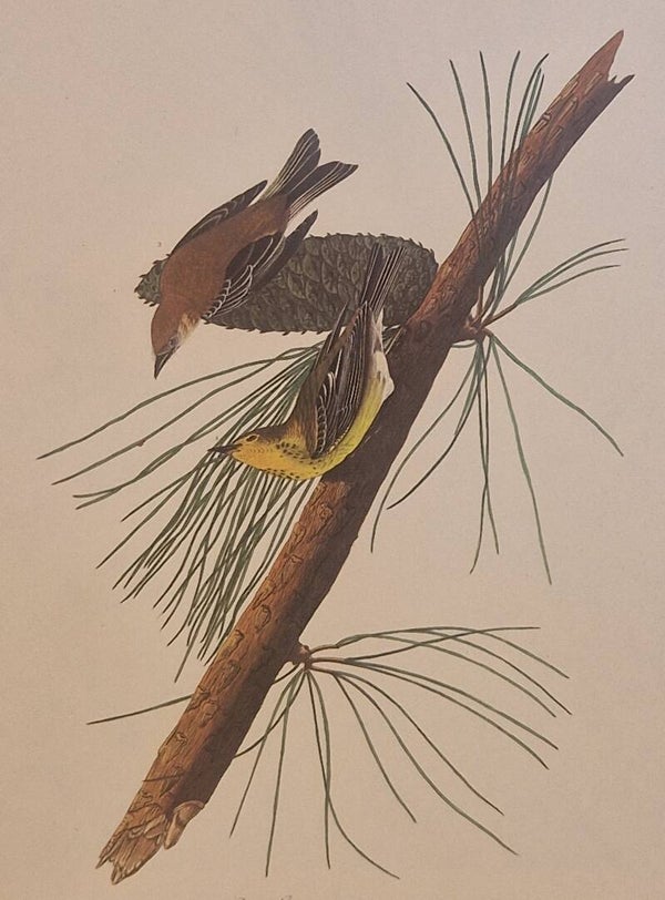 Pine creeping Warbler.  Audubon Amsterdam editie 1972.