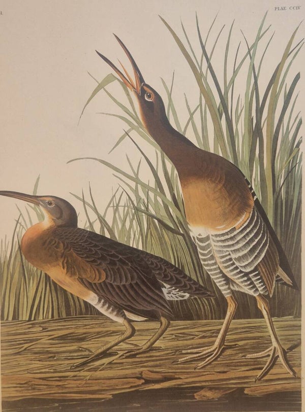 Salt water Marsh Hen. Audubon Amsterdam editie 1972.