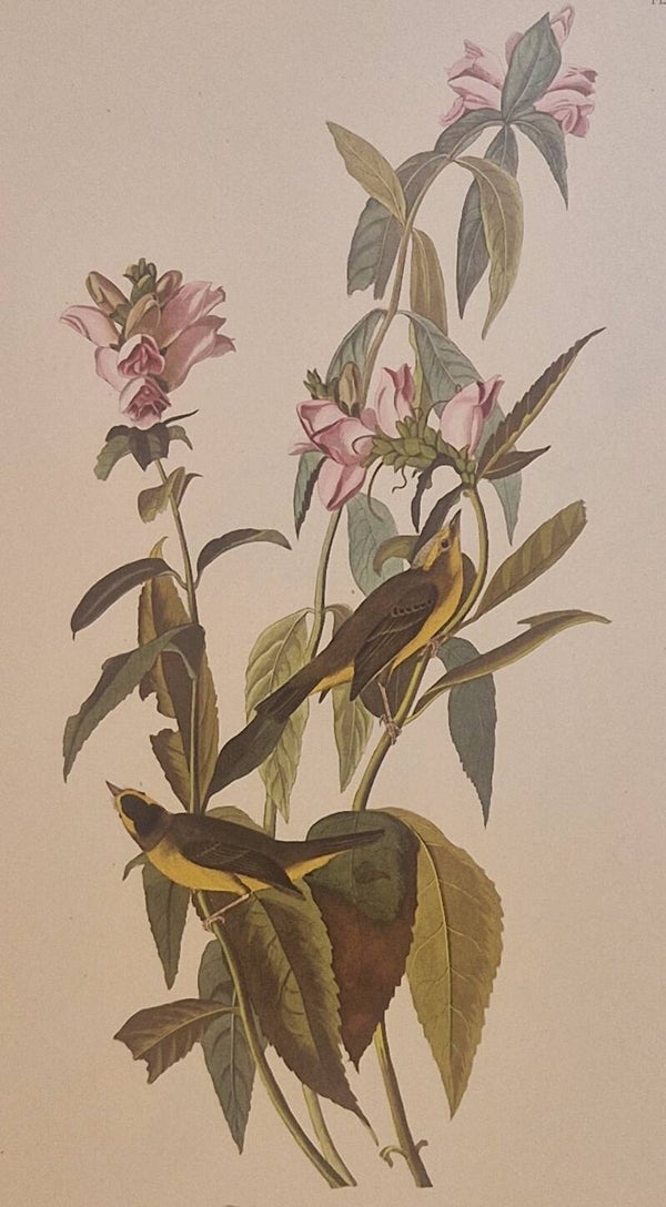 Green black-capt Flycatcher.  Audubon Amsterdam editie 1972.
