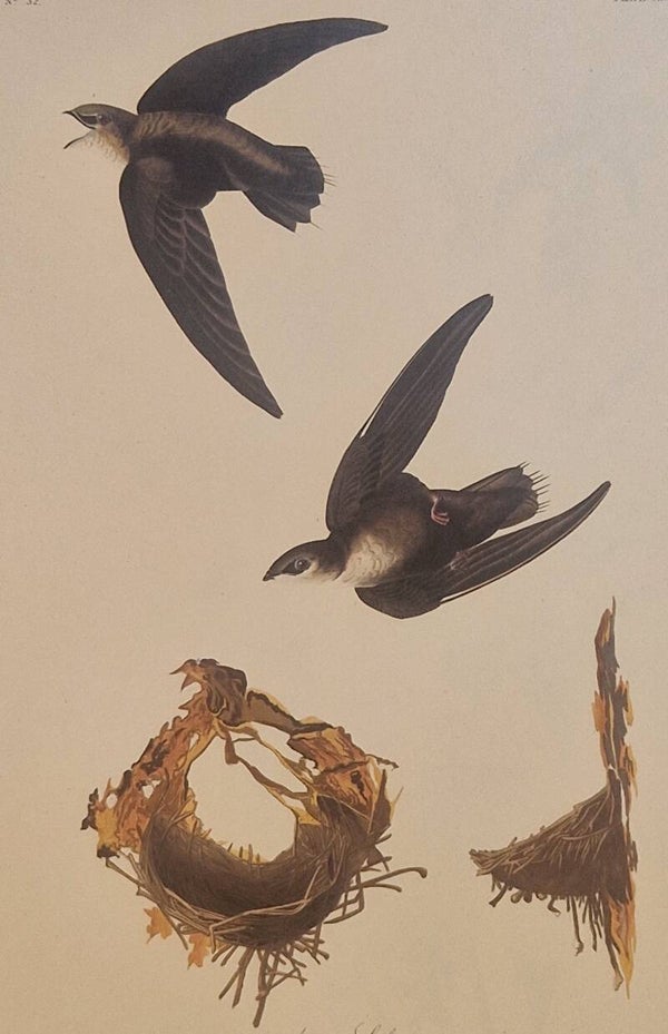 American Swift.  Audubon Amsterdam editie 1972.