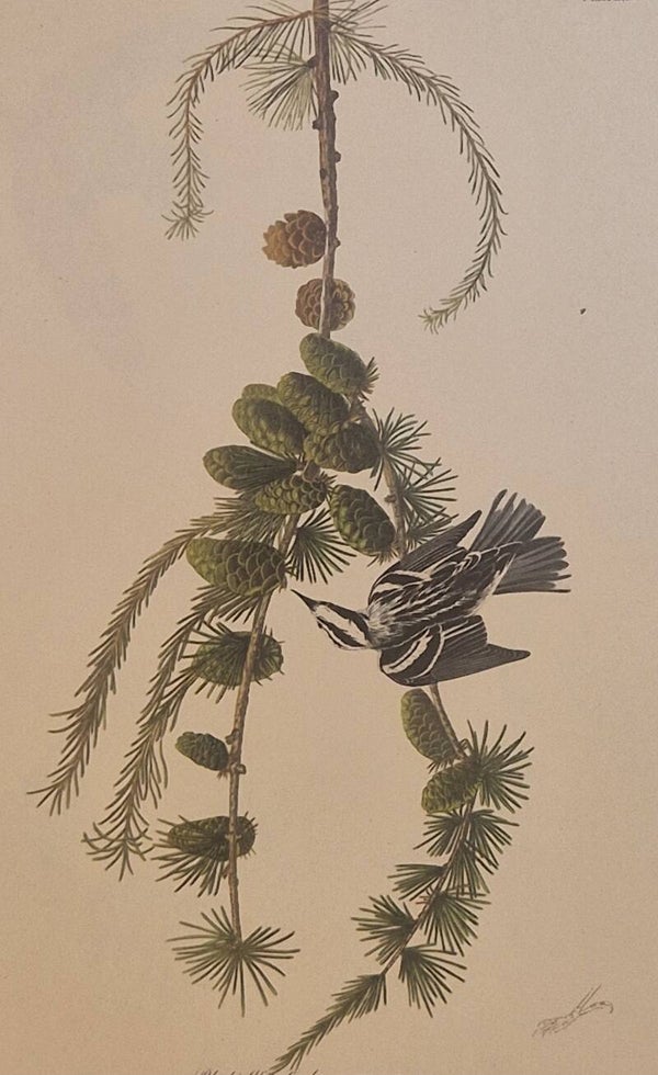 Black&white Creeper. Audubon Amsterdam editie 1972.