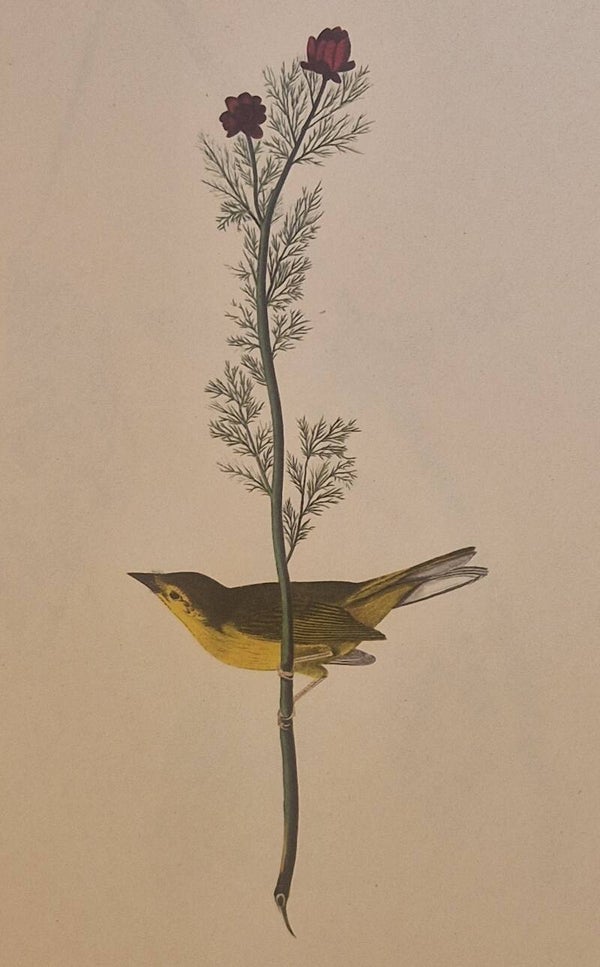 Louisiana water Thrush.  Audubon Amsterdam editie 1972.